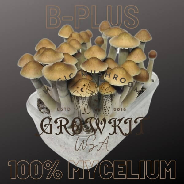 B-Plus magic mushroom grow kit USA