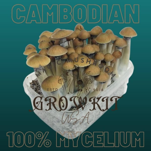 Cambodian magic mushroom grow kit USA