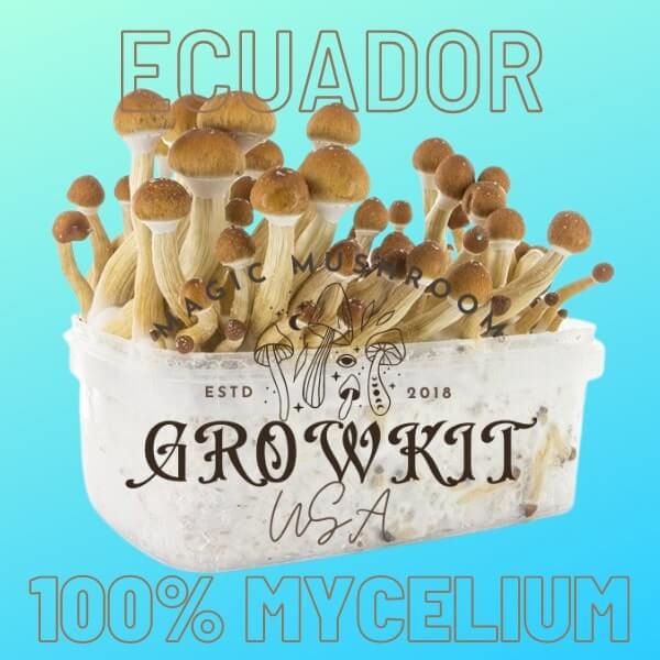 Ecuador magic mushroom grow kit USA