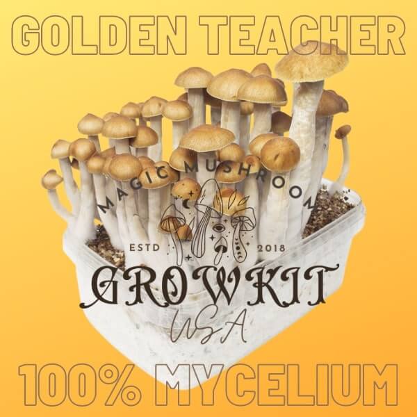 Golden Teacher magic mushroom grow kit USA