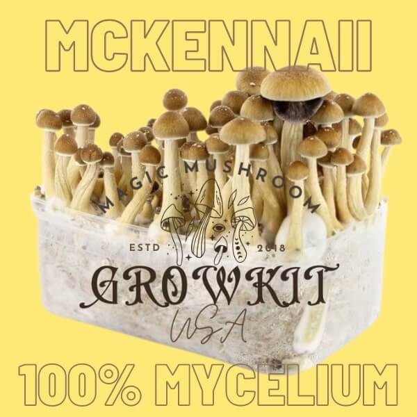 Mckennaii magic mushroom grow kit USA