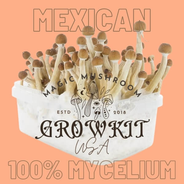 Mexican magic mushroom grow kit USA