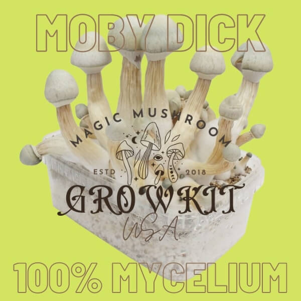 Moby Dick magic mushroom grow kit USA