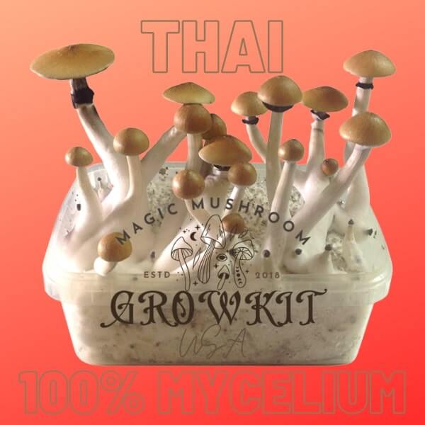 Thai magic mushroom grow kit USA